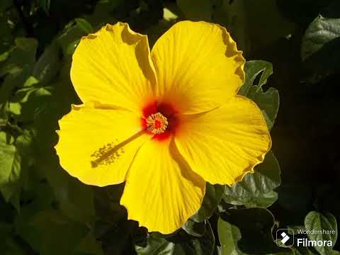 The wonderful and beautiful hibiscus flowers🌺 #flowers #hibiscus