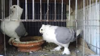 Blue Modern Satinette pigeon