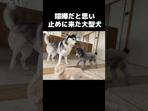 喧嘩だと思い止めに来た大型犬がこちらです...#shots