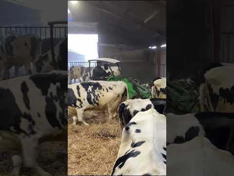 Farm Cows #shorts #fyp #cow #feeding #milking #hoofing