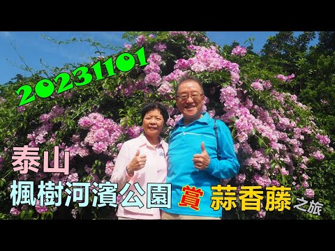 20231101 泰山楓樹河濱公園賞蒜香藤之旅