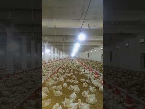 poultry farm #broiler_poultry_farm #broilerchicks #henfarminginpakistan