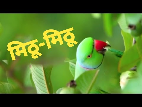 Mithu Mithu, मिठू मिठू कहता है मेरा तोता राम, चहक कविता, Hindi Rhyme for Kids