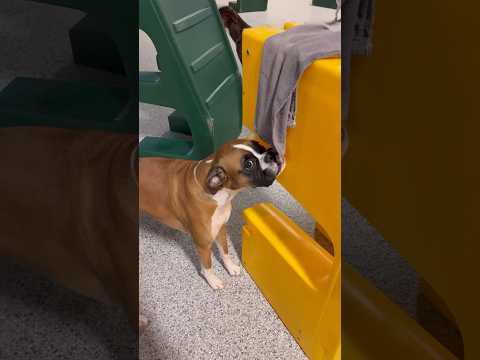 Let’s see what Boxers we have at dog daycare! #dogdaycare #doglover #dogshorts #boxerdog