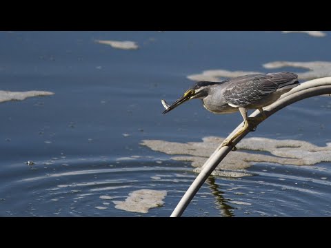 東港鎮的綠簑鷺Butorides striatus（2024 07 15）