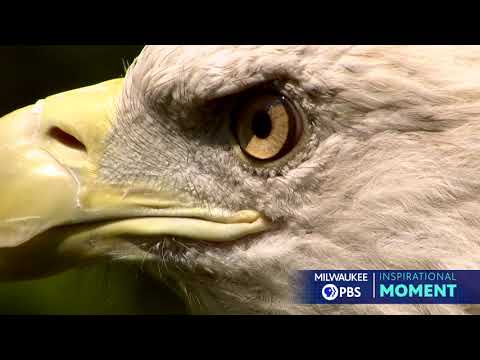 Milwaukee PBS Presents | Inspirational Moments | Schlitz Audubon's Raptor Program