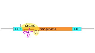 Editing HIV out of our genome with CRISPR