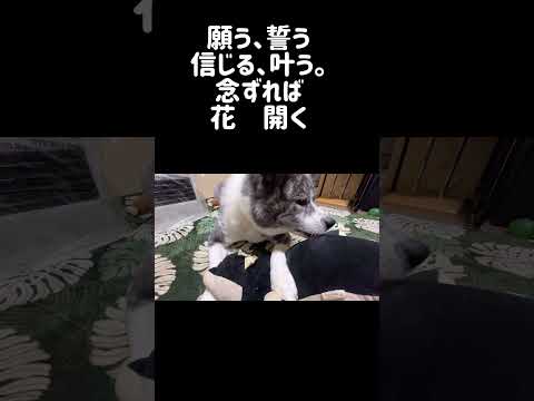 【11/8】今日のサプリ #秋田犬