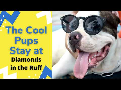 Diamonds in the Ruff - All the Cool Pups Stay With Us!