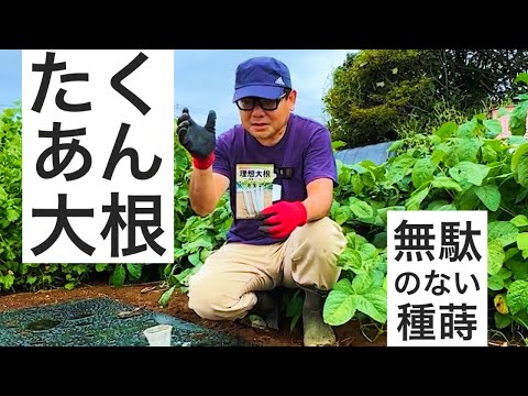 たくあん用の大根の種まき作業｜マルチの穴全てに大根が育つようにする