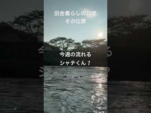 【シャチくんの日常】田舎暮らしの勧め〜その１〜素直な心と気持ちで川を流れてみよう！(無心になる事本当の自分を曝け出す素直さが1番大事です)　#shorts