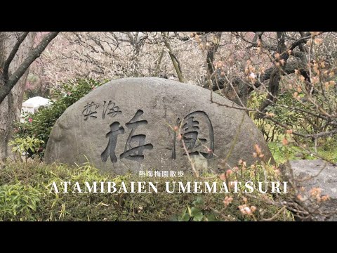 [Early plum blossoms] I took a walk through the Atami Baien Plum Festival in the rain!