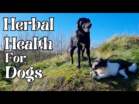 Herbal Health for Dogs