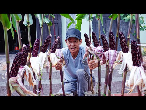 Growing High Yield Queen Red Corn With Just Plastic Bottles, Super Sweet Eating Raw