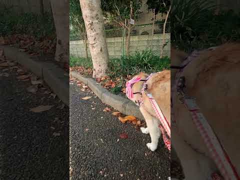 のんびり散歩【介助犬と桃にゃん】 #柴犬介助犬 #介助犬るな #介助犬と桃にゃん #介助犬 #dog #doglover #cutedog #柴犬