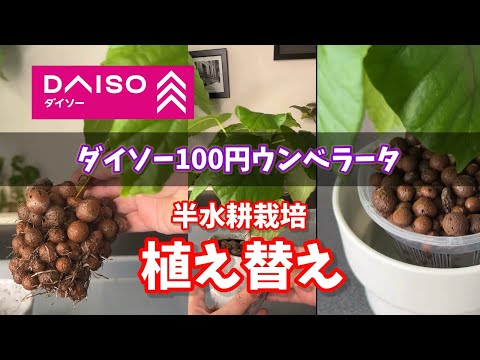 【ダイソー】100円ウンベラータ・半水耕栽培の植え替え #観葉植物 #plants #ダイソー #daiso #houseplants #ウンベラータ