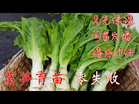 【渔耕笔记】种莴笋 | 莴笋育苗 莴笋种植 莴笋壮苗 高效管理 零失败