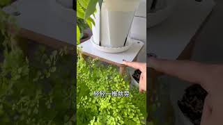 【蓝胖小花匠🎏】 阳台花架合集～我使用的8款花架的款式，以及它们的优缺点～给大家做个参考咯。#花架 #爱生活爱养花 #我的阳台小花园 #阳台花园 #置物架收纳