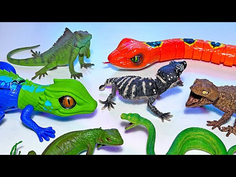 Reptiles - Lizard, Iguana, Chameleon, Bearded Dragon, Crocodile, Alligator, Turtle, Tortoise, Caiman