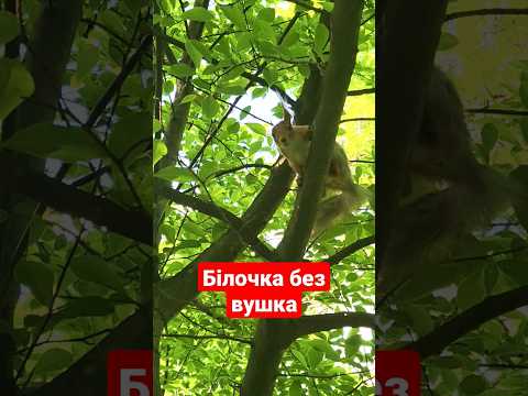 А ви бачили білочку без вушка? #білка #squirrel