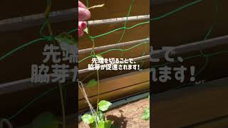 おかわかめ、先端を切る✂️     #プランター菜園 #ベランダ菜園 #家庭菜園 #gardening #shorts #おかわかめ