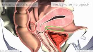 Introduction to Female Reproductive Anatomy - 3D Anatomy Tutorial