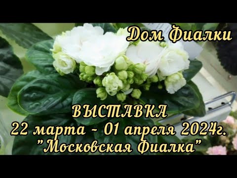 Выставка ФИАЛОК  в московском Доме Фиалки с 22.03 по 01.04.2024г. #выставкафиалок #домфиалки