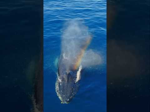 Whale makes a rainbow! #whale #rainbow #shorts