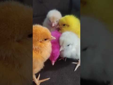 Healthy hen babys #chicks #cute #birds #hen