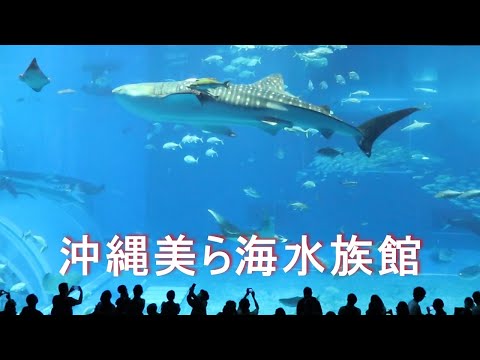 【 沖縄美ら海水族館】FHD