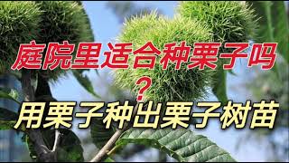 用超市买的栗子种出栗子树苗