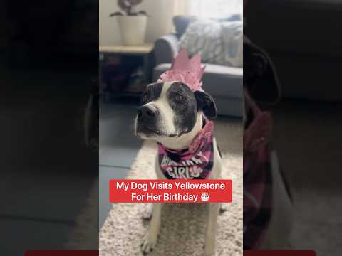 My Dog Visits Yellowstone For Her Birthday 🥳🐶#shorts #dog