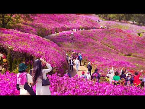 GUNPO Azalea Festival 2024, Beautiful Hot Spot Nearby SEOUL, Gyeonggi-do Travel,Seoul Travel Walker