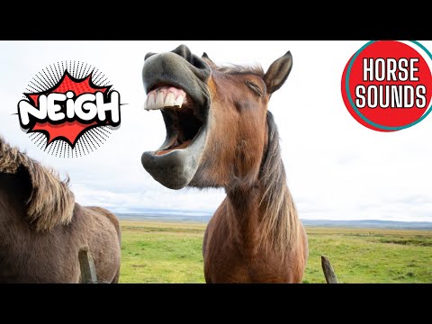 HORSE SOUND FOR KIDS | Exploring the Magical World of Horses