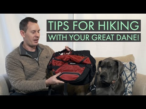 9 Tips for Hiking with a Great Dane! | Great Dane Care