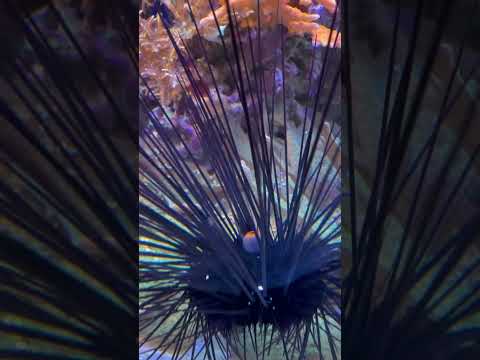 Black Long-Spined Sea Urchin Diadema