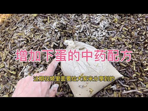 卖鸡蛋比卖鸡还赚钱！揭秘专业养殖场用了什么药？多下蛋常下蛋