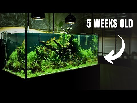 100 Gallon Customer Aquarium Start To Finish! Crazy Fast Plant Growth 😱