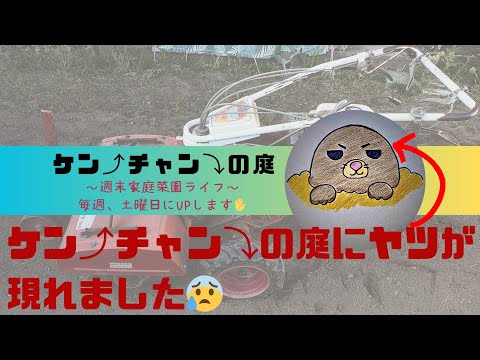 【家庭菜園】が【モグラ】に荒らされています①😰