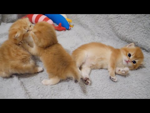 Kitten Pino doesn't mind at all if her siblings are fighting next to her.