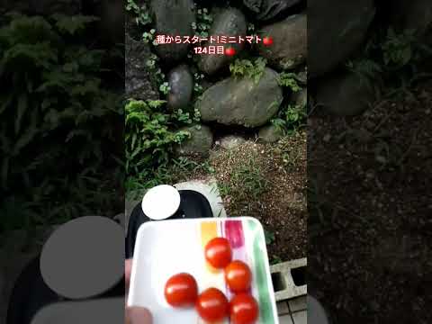 種からスタート!ミニトマト🍅124日目🍅 #shortsfeed #家庭菜園 #種から育てる #ミニトマト栽培