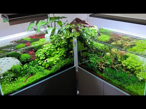 THE *AMAZING* EAST v WEST AQUASCAPES - 180 DAY UPDATE