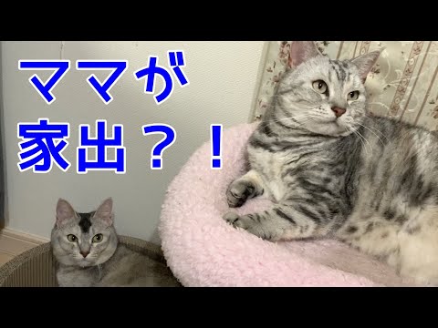 パパとママがケンカしちゃった！おしゃべりペット