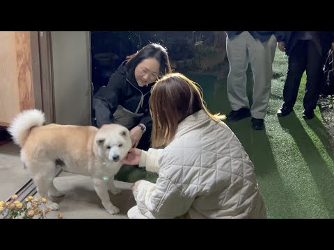 初めてのクリスマスに大興奮の０歳児サモエド＆家族みんなが一斉に帰ってきて微興奮の柴犬