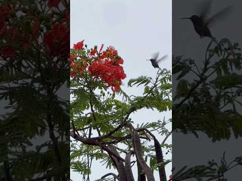 Hummingbird Colibri Beija Flor #wbjadventures #birds #beijaflor