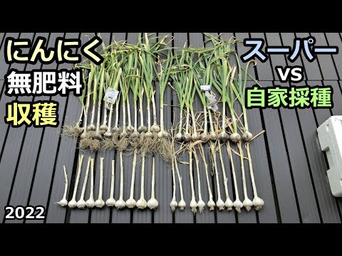 【ニンニクの収穫 2022】スーパー物 vs ホームセンター物 無肥料での結果 家庭菜園29年目 無農薬 半自給自足