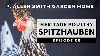 Heritage Poultry | Appenzeller Spitzhauben: Garden Home VLOG (2019) 4K