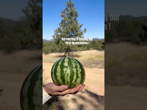 Today on the Homestead: Harvesting Our First Watermelon at 7,600ft | Colorado Greenhouse #shorts