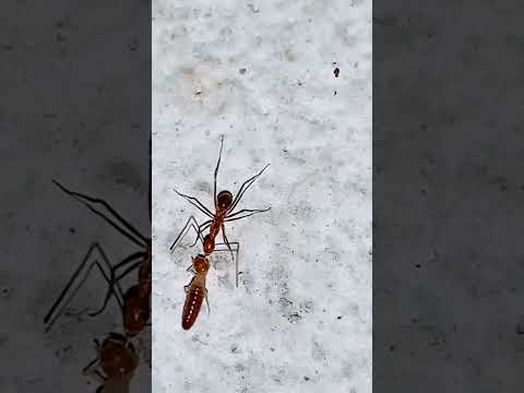 Ants vs Termites #shorts #subscribe #share #viral #shortsyoutube #ants #termites