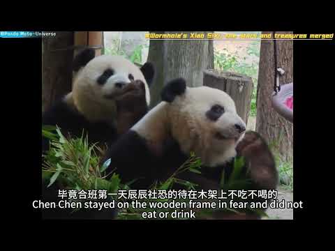 虫洞的小四喜，星辰珍宝合体 Wormhole's Xiao Sixi, the stars and treasures merged #panda #cute #funny #giantpanda